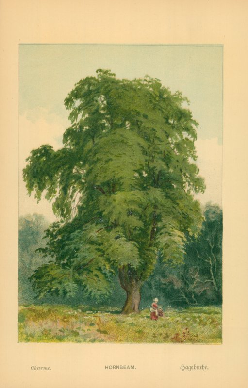 Hornbeam by William Henry James Boot