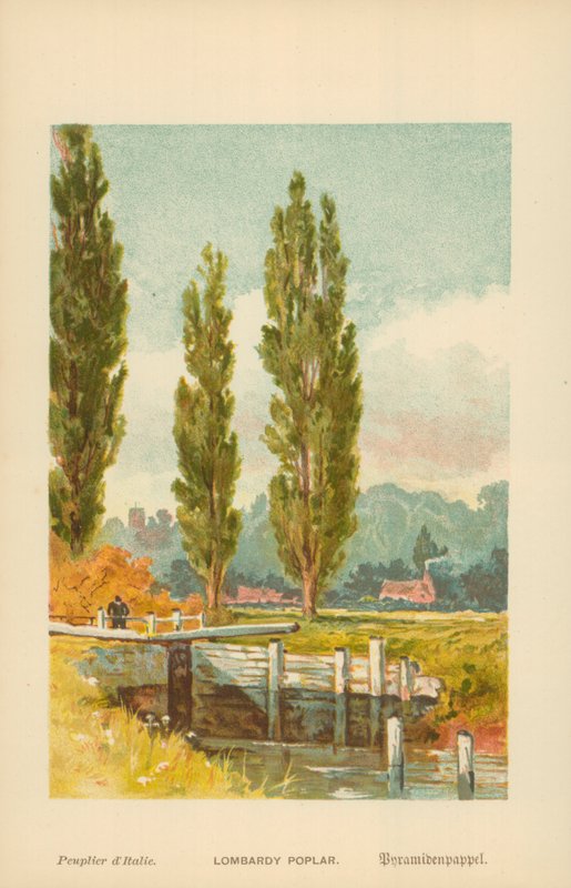 Lombardy Poplar by William Henry James Boot