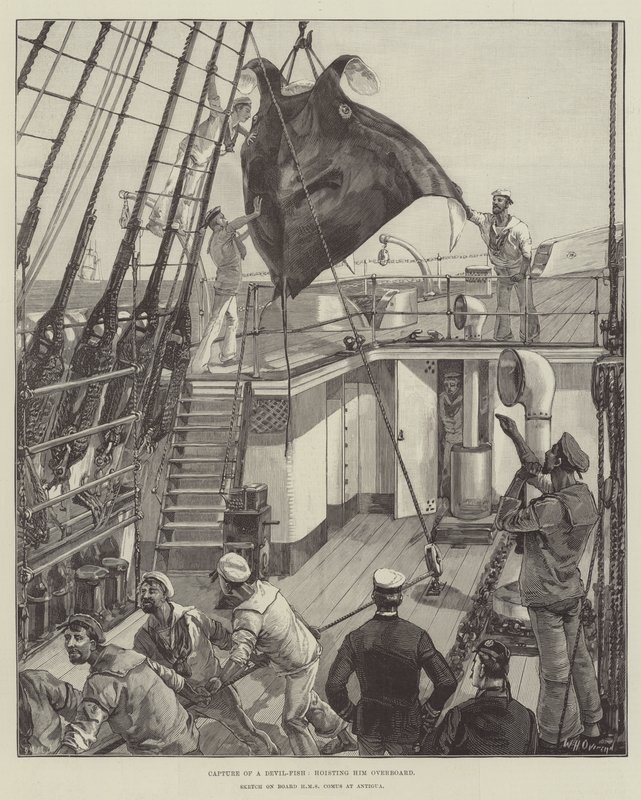 Capture of a Devil-Fish, Hoisting Him Overboard by William Heysham Overend