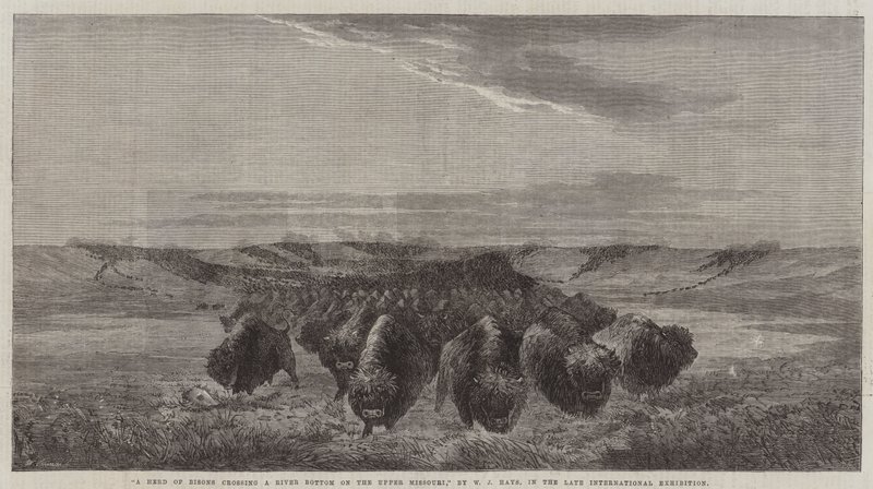 A Herd of Bisons crossing a River Bottom on the Upper Missouri, in the late International Exhibition by William Jacob, Sr. Hays