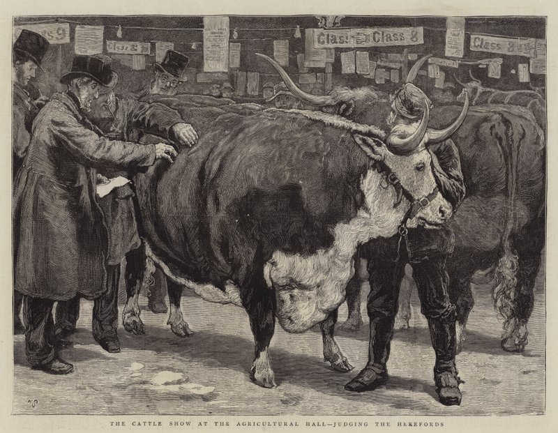 The Cattle Show at the Agricultural Hall, judging the Herefords by William Small