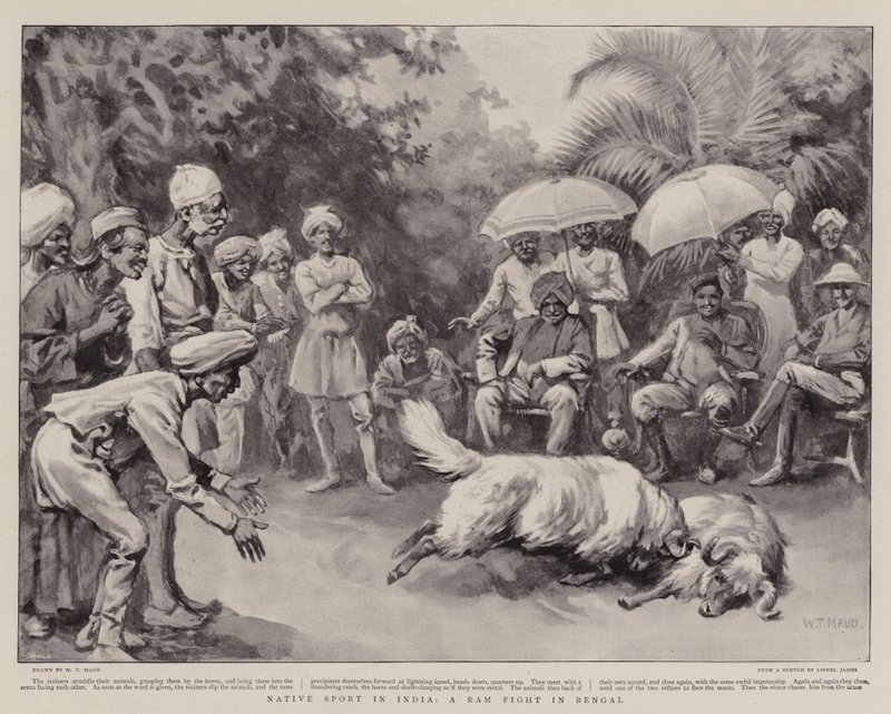 Native Sport in India, a Ram Fight in Bengal by William T. Maud