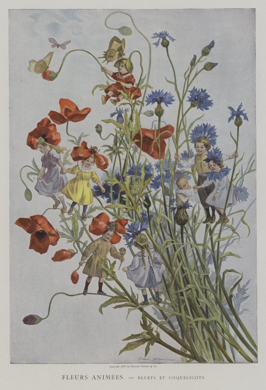 Animated Flowers: Cornflowers and Poppies by after Firmin Bouisset