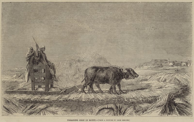 Treading Corn in Egypt by after Jean Leon Gerome