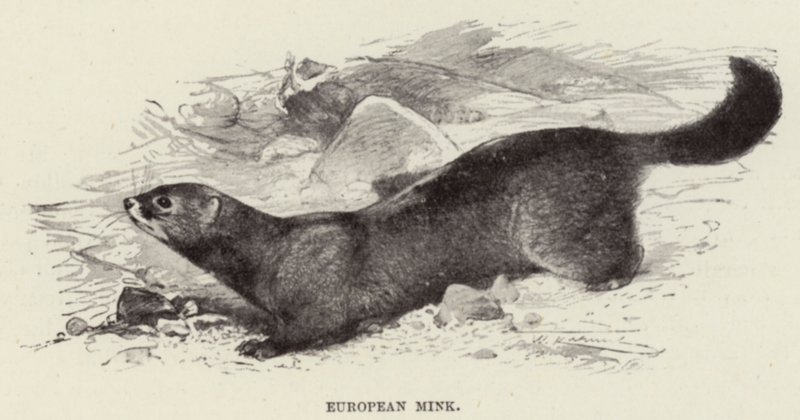 European Mink by after Wilhelm Kuhnert