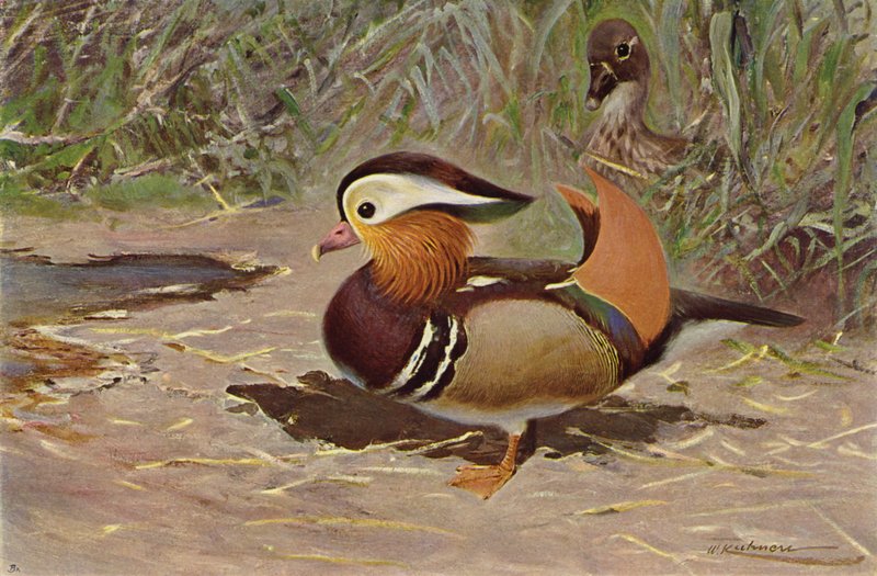 Mandarin Duck by after Wilhelm Kuhnert
