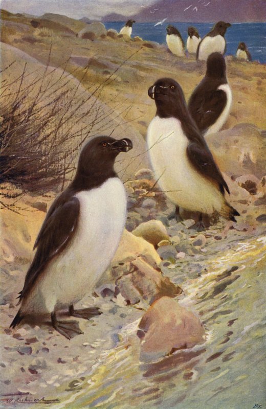 Razorbill by after Wilhelm Kuhnert