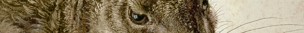 Young Hare (Albrecht Dürer), Detail: Kopf mit Auge und Schnurrhaaren