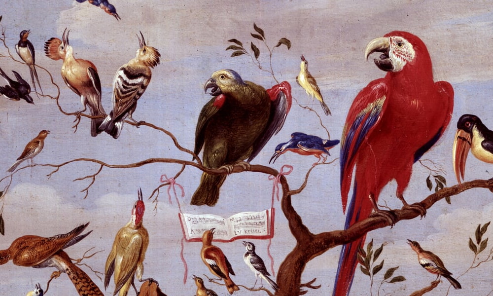 Birds