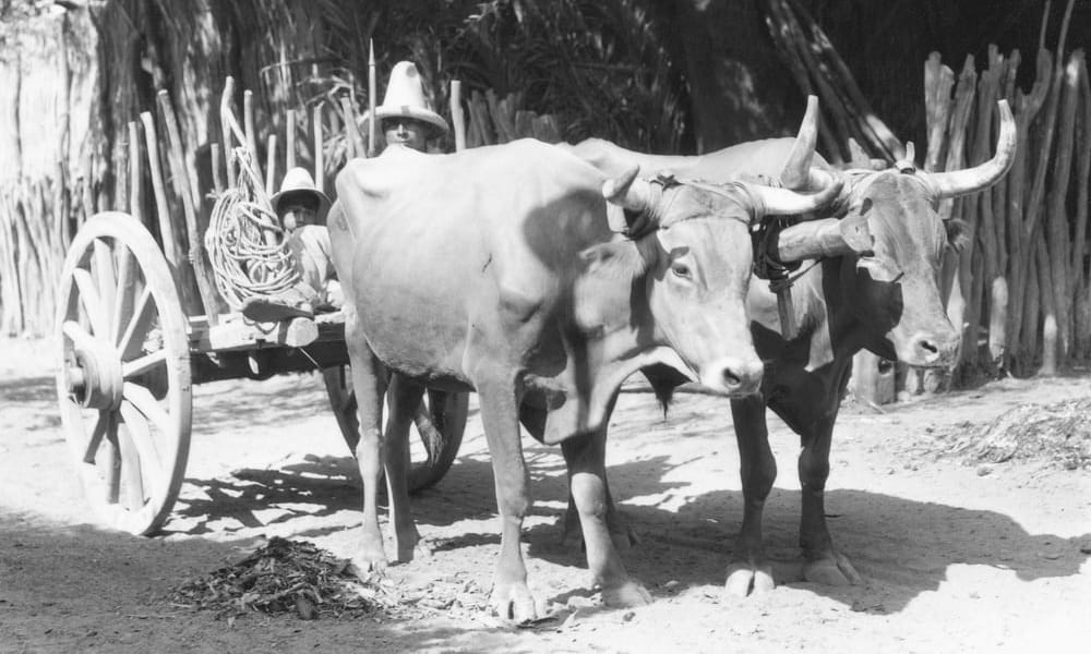 Vintage Photographs