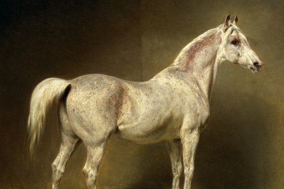 Horses