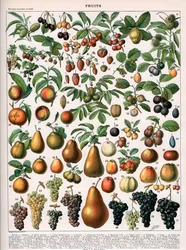 Illustration of Fruit Varieties, c.1905-10