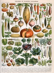 Illustration of Vegetable Varieties, c.1905-10