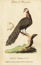 Great argus pheasant, Argusianus argus