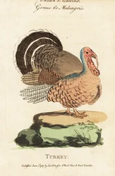 Turkey, Meleagris gallopavo