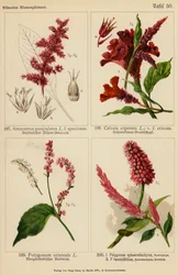Amarantus Paniculatus, Celosia Argentea, Polygonum Orientale, Polygonum Sphaerostachyum, Polygonum Vacciniifolium