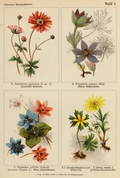 Anemone Japonica, Pulsatilla Patens, Hepatica Nobilis, Eranthis Hiemalis, Adonis Vernalis