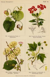 Aristolochia Sipho, Euphorbia Bojeri, Ulmus Campestris, Platanus Occidentalis