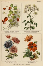 Clematis Viorna, Thalictrum Aquilegifolium, Anemone Coronaria, Anemone Fulgens