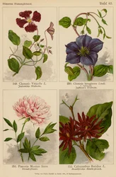 Clematis Viticella, Clematis Lanuginosa, Paeonia Moutan Sims, Calycanthus Floridus
