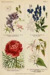 Delphinium Consolida, Aconitum Napellus, Paeonia Tenuifolia, Epimedium Macranthum F Violaceum, Epimedium Youngianum