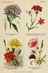 Dianthus Barbatus, Dianthus Carthusianorum, Dianthus Caryophyllus, Dianthus Chinensis