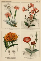 Dianthus Plumarius, Silene Pendula, Lychnis Chalcedonica, Lychnis Coronaria