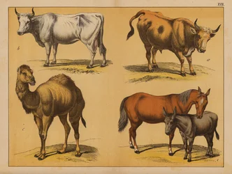Domesticated animals