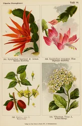 Epiphyllum Gaertneri, Epiphyllum Truncatum, Cornus Mas, Viburnum Tinus