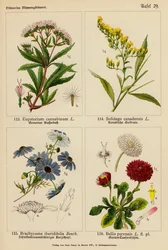 Eupatorium Cannabinum, Solidago Canadensis, Brachycome Iberidifolia, Bellis Perennis
