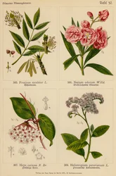 Fraxinus Excelsior, Nerium Odorum, Hoya Carnosa, Heliotropium Peruvianum