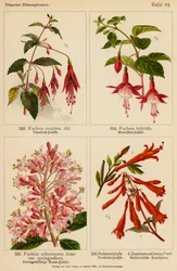 Fuchsia Coccinea, Fuchsia Hybrida, Fuchsia Arborescens, Fuchsia Triphylla, Zauschnera Californica