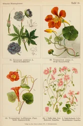 Geranium Pratense, Tropaeolum Majus, Tropaeolum Lobbianum, Oxalis Rosea, Oxalis Floribunda
