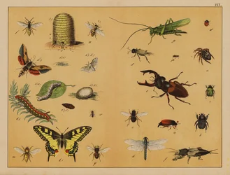 Insects