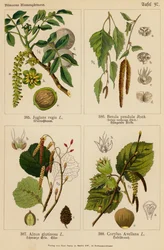 Juglans Regia, Betula Pendula, Alnus Glutinosa, Corylus Avellana