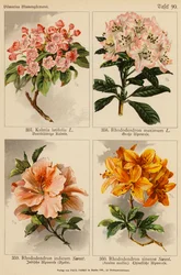 Kalmia Latifolia, Rhododendron Maximum, Rhododendron Indicum, Rhododendron Sinense