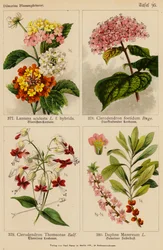 Lantana Aculeata, Clerodendron Foetidum, Clerodendron Thomsonae, Daphne Mezereum
