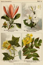 Magnolia Obovata, Magnolia Conspicua, Liriodendron Tulipifera, Berberis Aquifolium