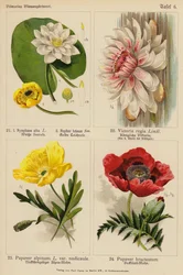 Nymphaea Alba, Nuphar Luteum, Victoria Regia, Papaver Alpinum, Papaver Bracteatum
