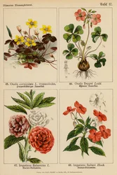 Oxalis Corniculata, Oxalis Deppei, Impatiens Balsamina, Impatiens Sultani