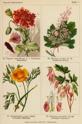 Papaver Somniferum, Macleya Cordata, Eschscholtzia Crocea, Dicentra Spectabilis