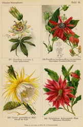 Passiflora Coerulea, Passiflora Racemosa, Cereus Grandiflorus, Epiphyllum Ackermannii