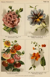 Petunia Hybrida, Salpiglossis Sinuata, Calceolaria Hybrida, Alonzoa Warscewiczii