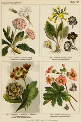 Primula Acaulis, Primula Elatior, Primula Auricula x Viscoa, Primula Pubescens, Primula Sinensis