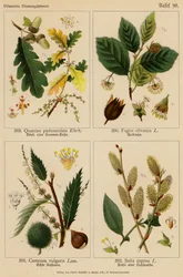 Quercus Pedunculata, Fagus Silvatica, Castanea Vulgaris, Salix Caprea