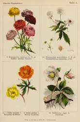 Ranunculus Asiaticus, Ranunculus Aconitifolius, Trollius Europeaeus, Trollius Asiaticus, Helleborus Niger