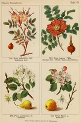 Rosa Rubrifolia, Rosa Rugosa, Pirus Communis, Pirus Malus