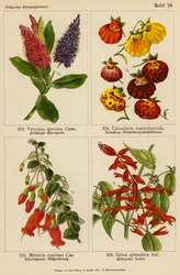 Veronica Speciosa, Calceolaria Fruticohybrida, Mitraria Coccinea, Salvia Splendens