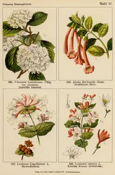 Viburnum Tomentosum, Abelia Floribunda, Lonicera Caprifolium, Lonicera Tatarica