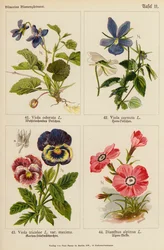 Viola Odorata, Viola Cornuta, Viola Tricolor, Dianthus Alpinus